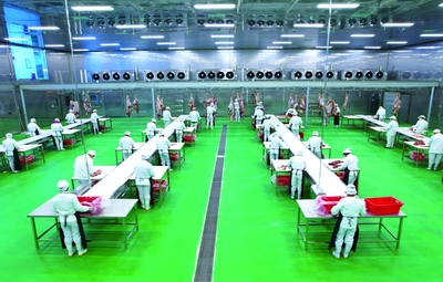 瑞金市聚道食品肉牛產業數智工廠生產忙